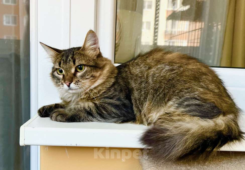 Кошки в Москве: Котик Крендель - пушистик в добрые руки Мальчик, Бесплатно - фото 2