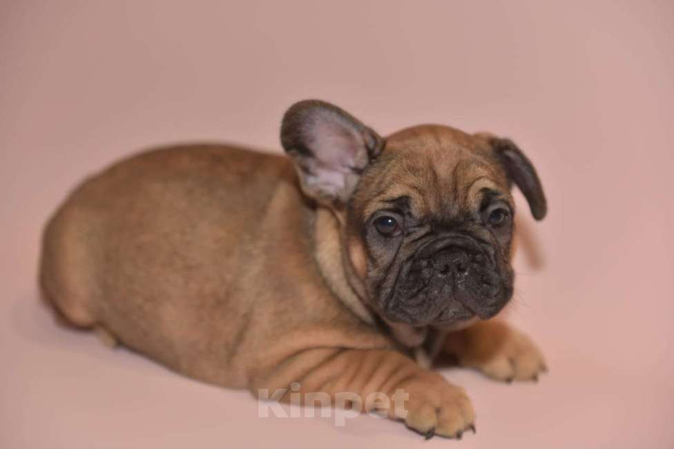 Собаки в Москве: Мальчик французского бульдога  Мальчик, 60 000 руб. - фото 1