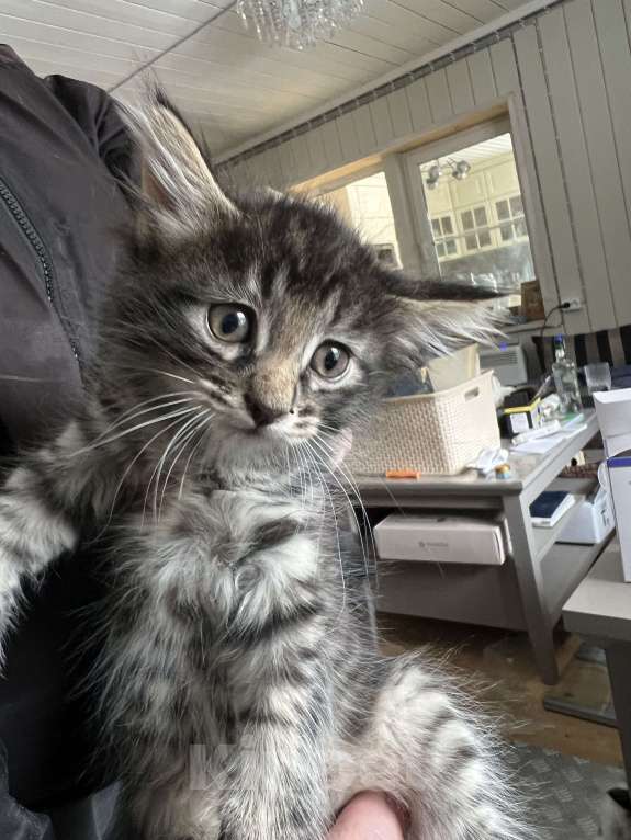 Кошки в Москве: КОГТЯТА Разнополые, 5 000 руб. - фото 1