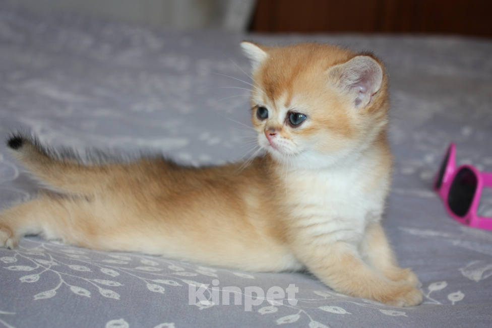 Кошки в Казани: Кошечка золотая шиншилла  Девочка, 35 000 руб. - фото 2