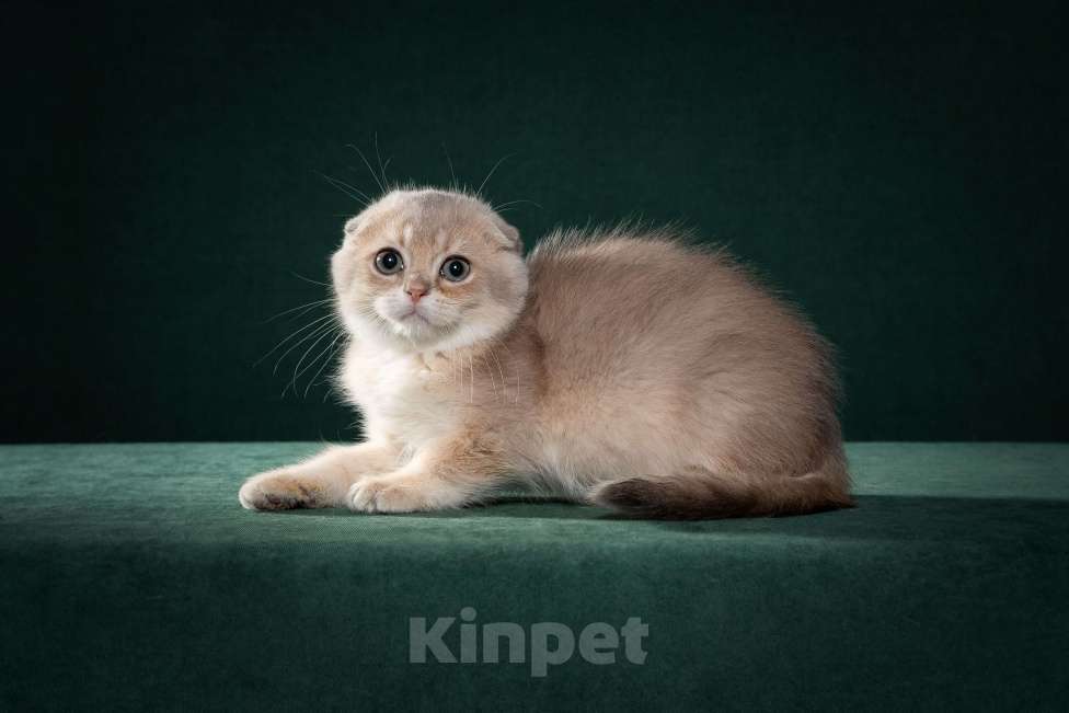 Кошки в Екатеринбурге: Шотландские котята редкого окраса Мальчик, 50 000 руб. - фото 2