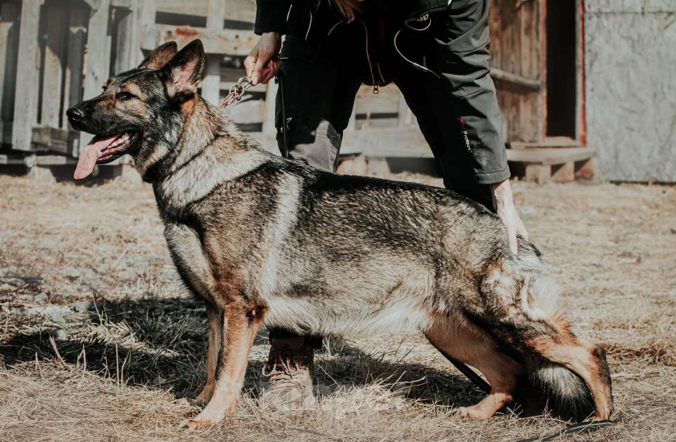 Собаки в Тюмени: Щенки немецкой овчарки Мальчик, 50 000 руб. - фото 3
