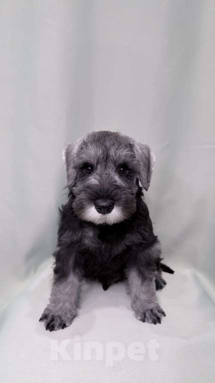 Собаки в Казани: Щенки цвергшнауцера Мальчик, 45 000 руб. - фото 1