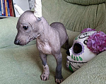 Собаки в Белгороде: Ксолоитцкуинтли стандарт Девочка, 45 000 руб. - фото 2