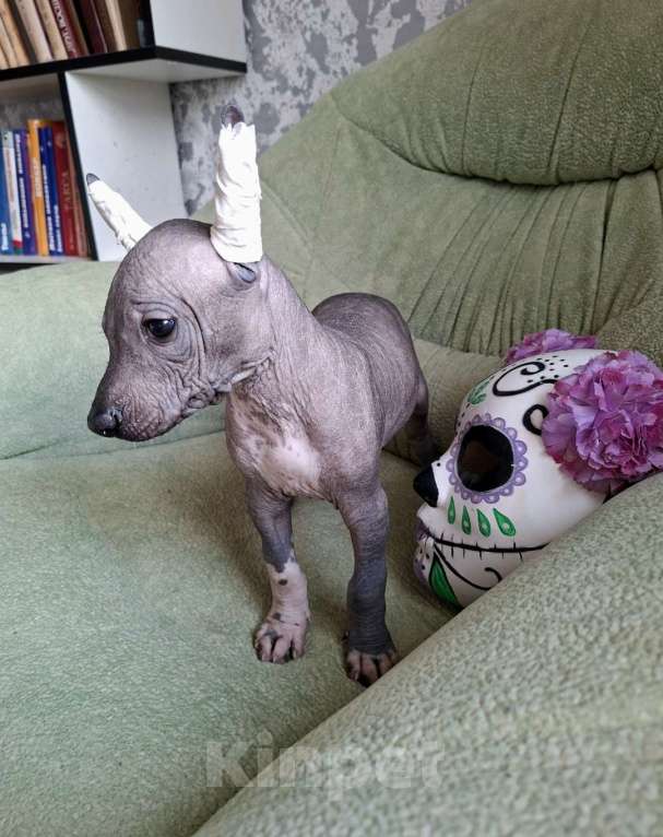 Собаки в Белгороде: Ксолоитцкуинтли стандарт Девочка, 45 000 руб. - фото 2