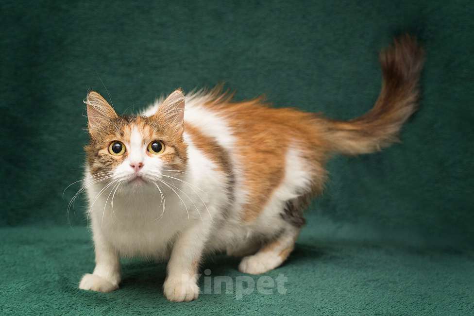 Кошки в Москве: Самая ручная и мурчательная кошка Девочка, Бесплатно - фото 3