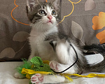 Кошки в Нижнем Новгороде: Котенок в добрые руки Мальчик, Бесплатно - фото 4