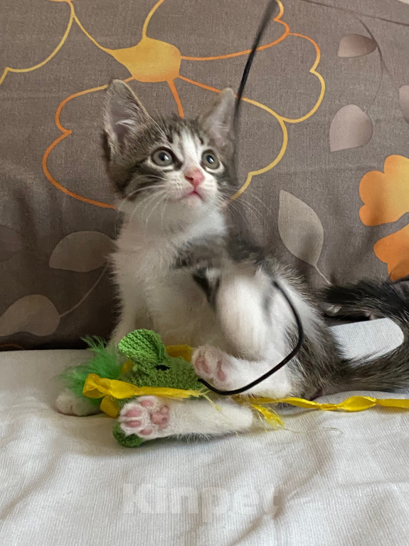 Кошки в Нижнем Новгороде: Котенок в добрые руки Мальчик, Бесплатно - фото 4