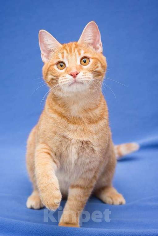 Кошки в Москве: Рыжий котенок Чери в добрые руки Девочка, 1 руб. - фото 4