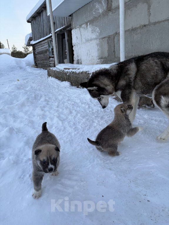 Собаки в других городах Свердловской области: Осторожик Мальчик, Бесплатно - фото 7