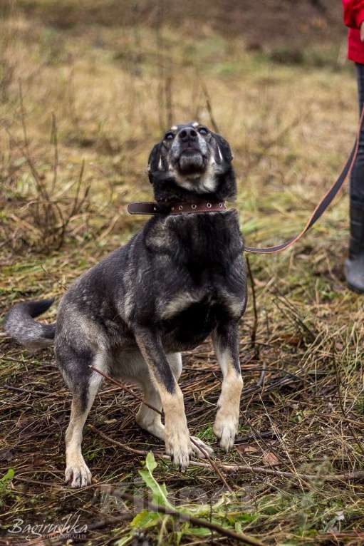 Собаки в Москве: Табити Девочка, Бесплатно - фото 3