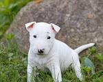Собаки в Твери: Доступны для резерва щенки миниатюрного бультерьера. Возраст 1 мес. Чистые по всем тестам.  Мальчик, 50 руб. - фото 1