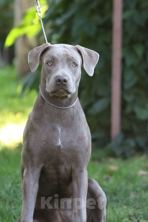 Собаки в Москве: Щенок Прайтера Девочка, 70 000 руб. - фото 2