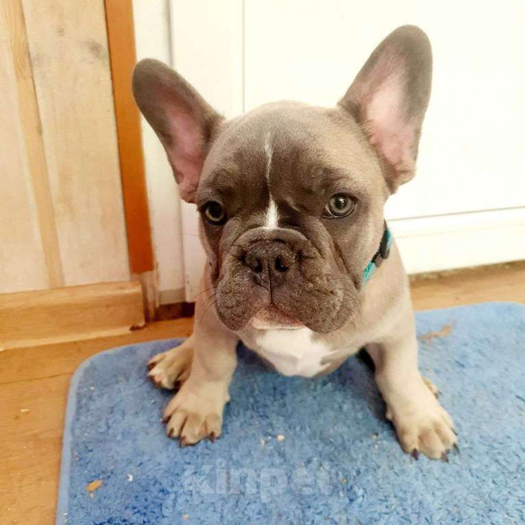 Собаки в Ковровом: Мальчик французского бульдога, со всеми документами  Мальчик, 85 000 руб. - фото 5