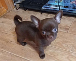 Собаки в Самаре: Чихуахуа шоколадные щенки Мальчик, 45 000 руб. - фото 1