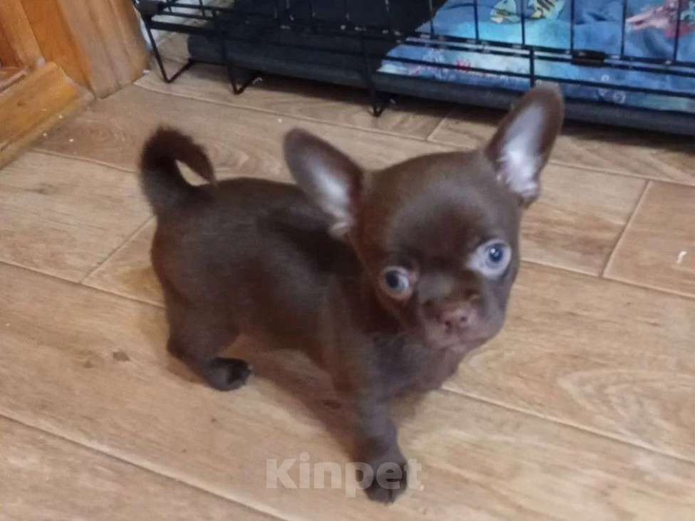 Собаки в Самаре: Чихуахуа шоколадные щенки Мальчик, 45 000 руб. - фото 1