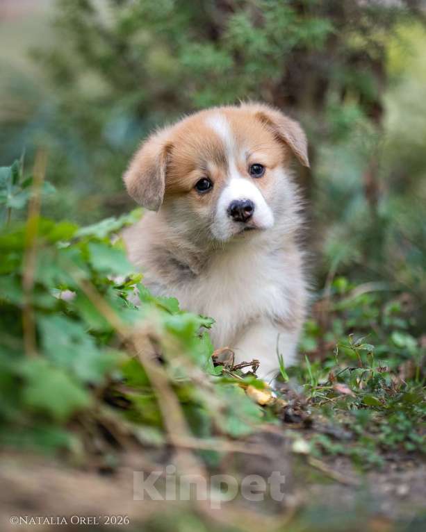 Собаки в Анапе: Племенной кобель вельш корги пемброк Мальчик, Бесплатно - фото 10