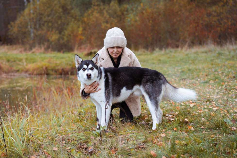 Собаки в Москве: Вест - собака-компаньон Мальчик, Бесплатно - фото 5