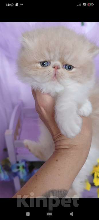 Кошки в Москве: Шикарный персидский котёнок Мальчик, Бесплатно - фото 3