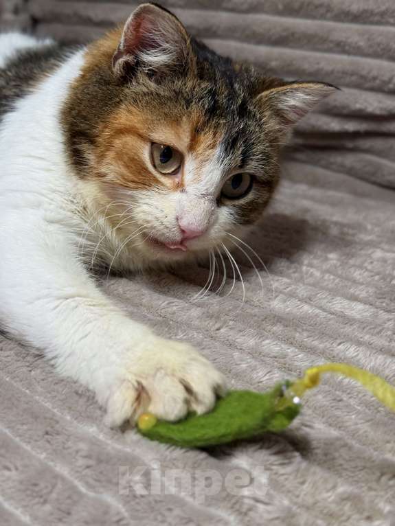 Кошки в Москве: Ирис ищет дом ‼️ Девочка, Бесплатно - фото 4