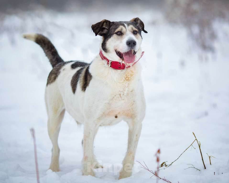 Собаки в Химках: Терьеристый мальчишка в добрые руки Мальчик, Бесплатно - фото 6