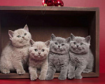Кошки в Колпашево: Котята к Новому Году, 6 000 руб. - фото 3