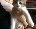 Кошки в Одинцово: Кошечка ищет семью Девочка, 300 руб. - фото 7