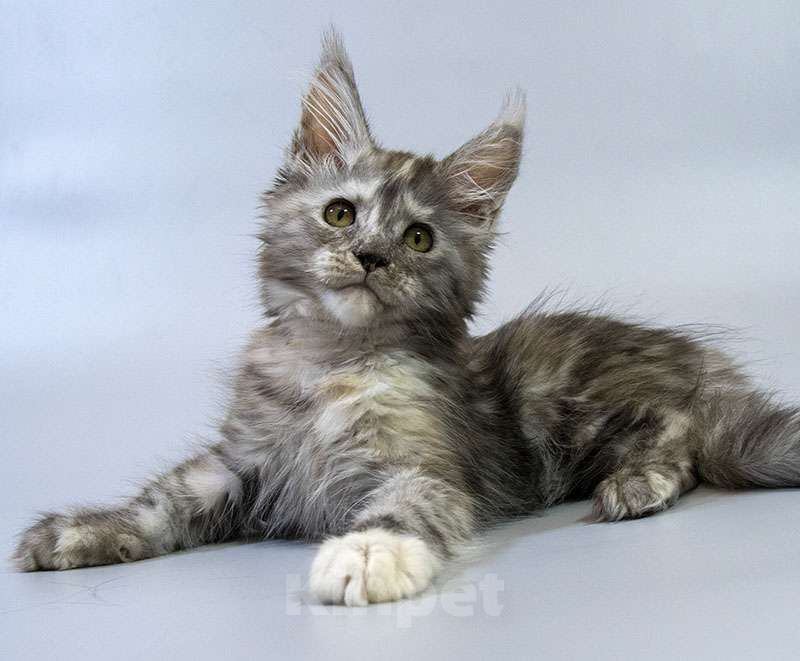 Кошки в Москве: Котенок мейн кун Девочка, Бесплатно - фото 2