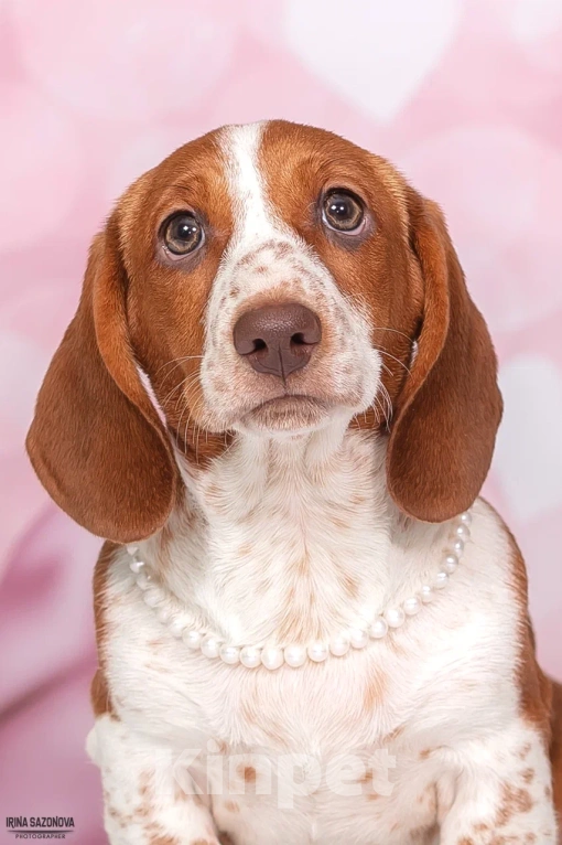 Собаки в Москве: Такса эксклюзивного окраса Пайболд  Девочка, 50 000 руб. - фото 3