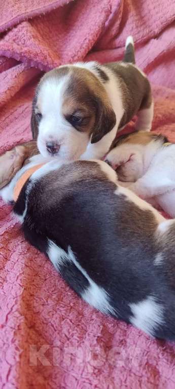 Собаки в Рязани: Щенки Бигль Мальчик, Бесплатно - фото 3