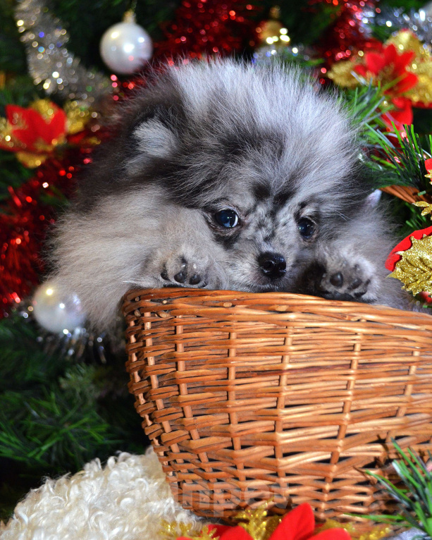 Собаки в Бийске: Щенки померанского щенка Девочка, 50 000 руб. - фото 4