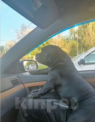 Собаки в Казани: Английский Стаффордширский Бультерьер Мальчик, Бесплатно - фото 7