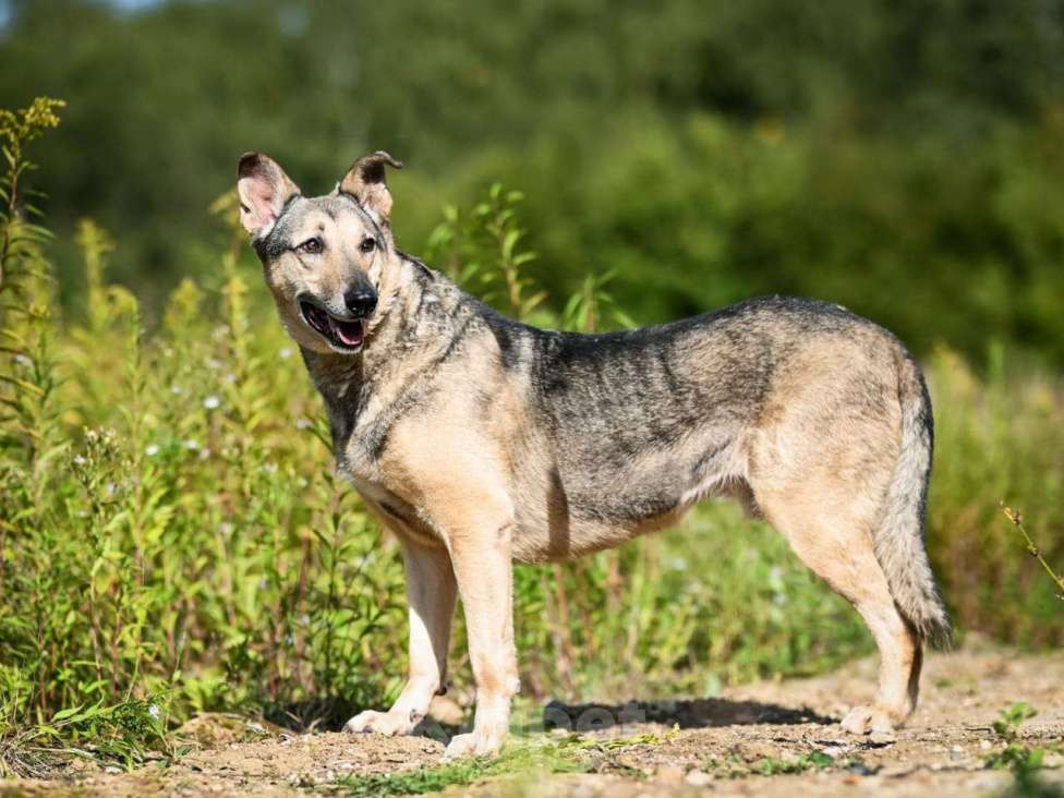 Собаки в Химках: Лосик в добрые руки Мальчик, Бесплатно - фото 3