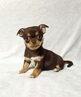 Девочка чихуахуа