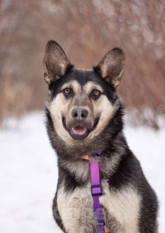 Собаки в Москве: Тайми очень спокойная девочка, в поисках любящей семьи Девочка, Бесплатно - фото 4