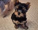 Собаки в Миассе: щенки йорка Мальчик, 40 000 руб. - фото 1