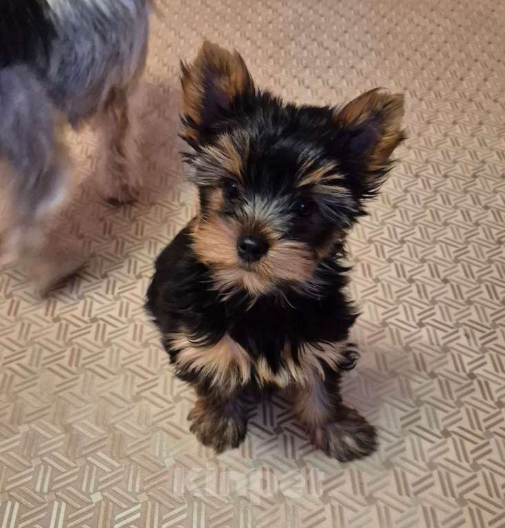 Собаки в Миассе: щенки йорка Мальчик, 40 000 руб. - фото 1