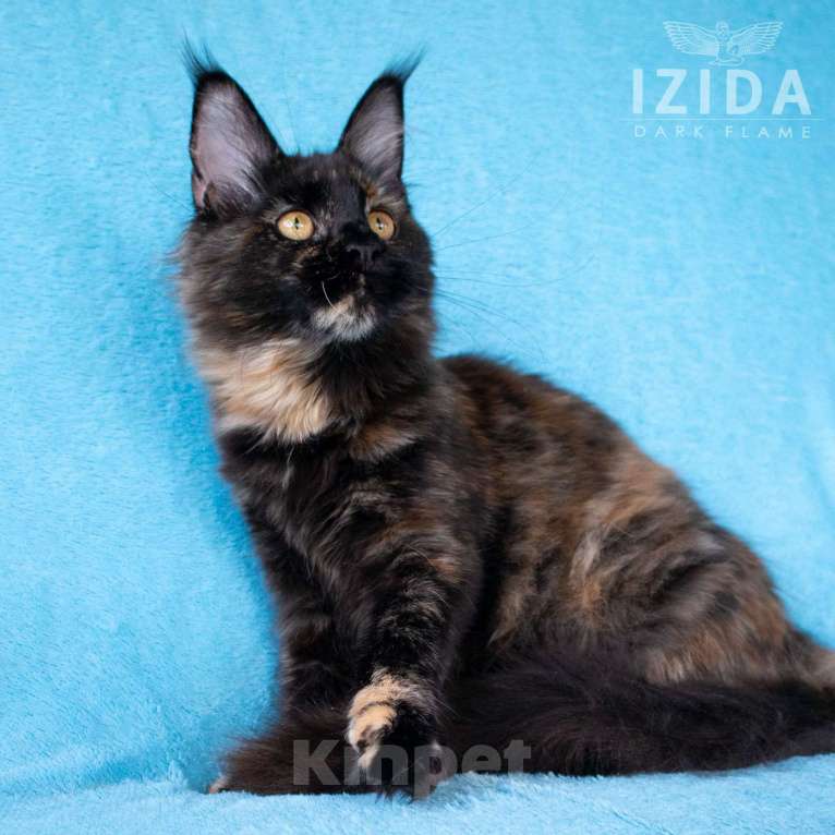 Кошки в других городах Воронежской области: Izida Dark Flame Девочка, 50 000 руб. - фото 3