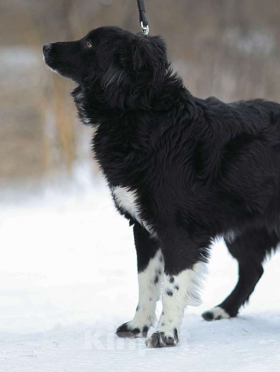 Собаки в Москве: Злата. Золотая собака Девочка, 1 руб. - фото 2