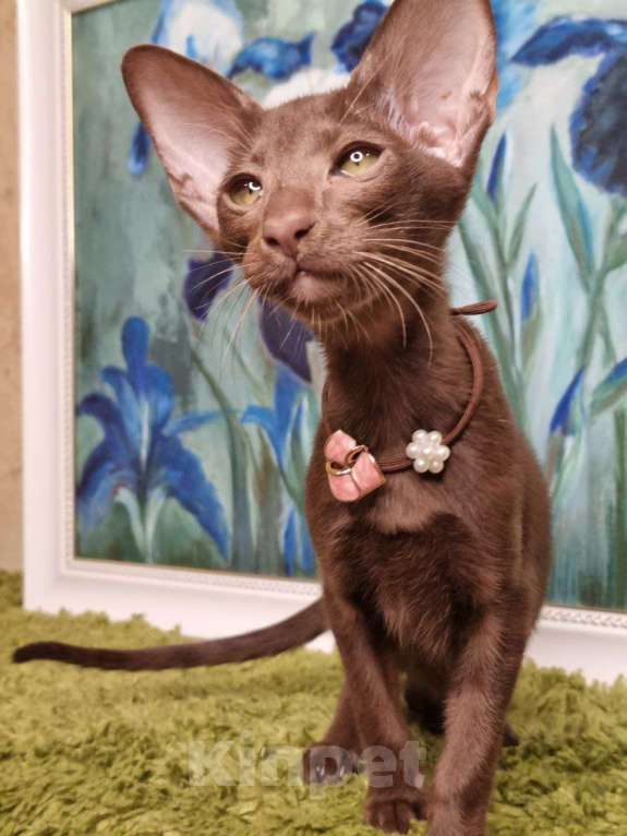 Кошки в Москве: Ориентальные котята привитые клубные Девочка, Бесплатно - фото 4