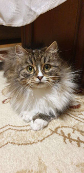 Очень ласковая и красивая кошечка