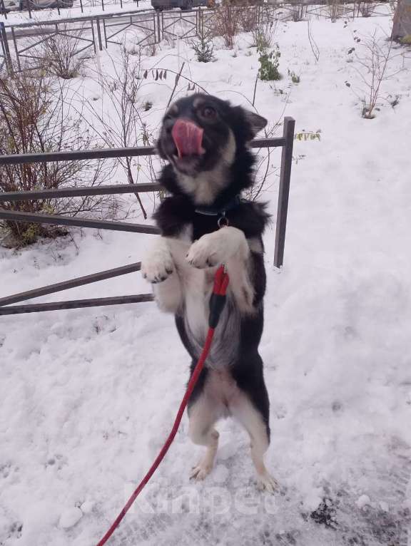 Собаки в Санкт-Петербурге: Ищет дом крошка-собачка весом 6 кг Девочка, Бесплатно - фото 2