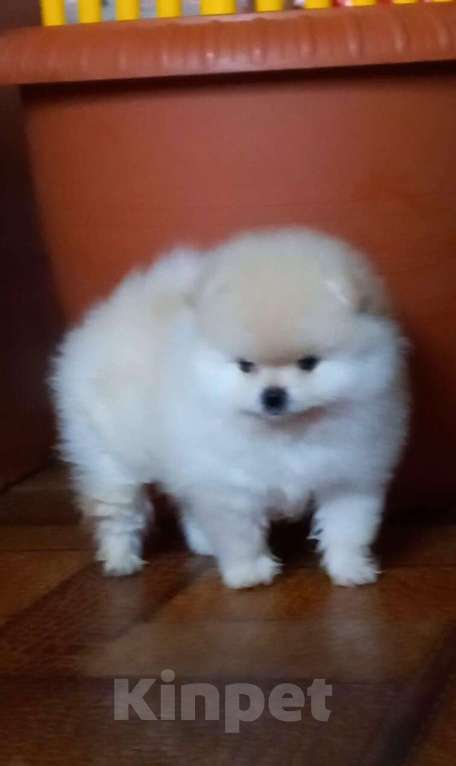 Собаки в Екатеринбурге: шпицемишки Девочка, 65 000 руб. - фото 5