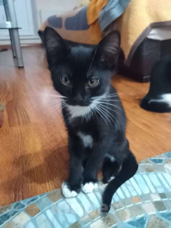 Кошки в Реутове: Отдаëм котëнка в добрые руки Мальчик, 1 руб. - фото 5