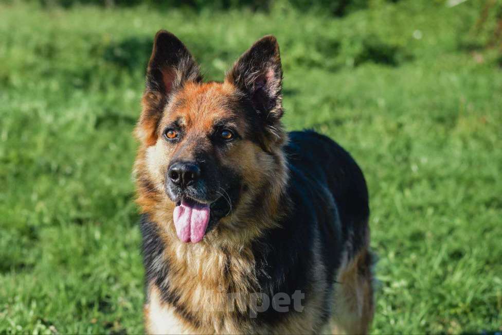Собаки в Наро-Фоминске: Его хотели убить,выбросив в лесу на верную погибель Мальчик, Бесплатно - фото 4