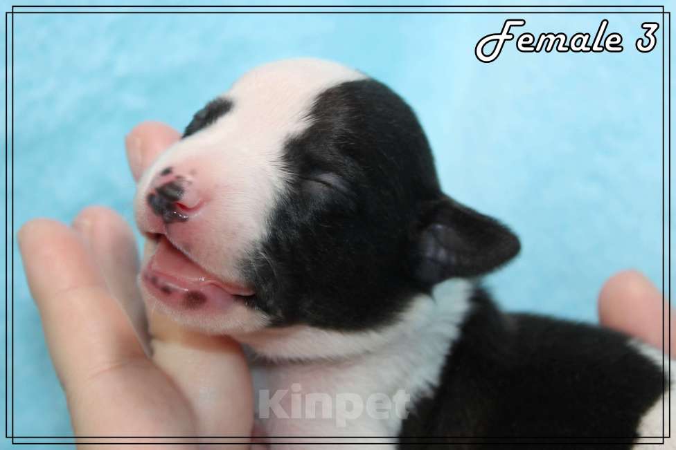 Собаки в Москве: Элегантный щенок уиппета Девочка, Бесплатно - фото 6