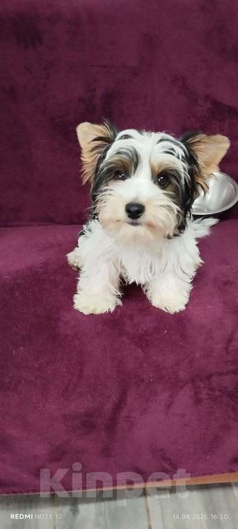 Собаки в Воронеже: MAKne Девочка, 40 000 руб. - фото 2