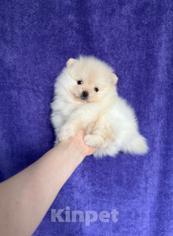 Собаки в Москве: Мальчик Мальчик, 30 000 руб. - фото 1