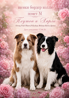 Щенки бордер колли