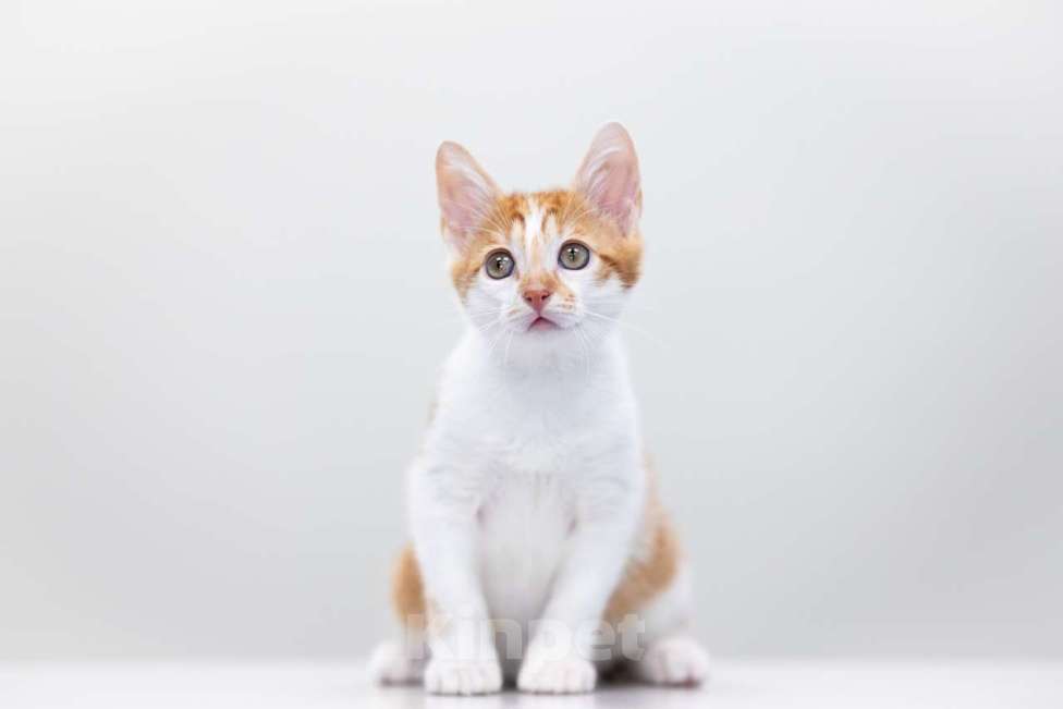 Кошки в Москве: Бернар Мальчик, Бесплатно - фото 2